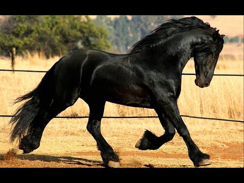 Фриз красивая порода лошадей